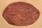 Red Fossil Leaf (Eucommia) - Montana #189049-1